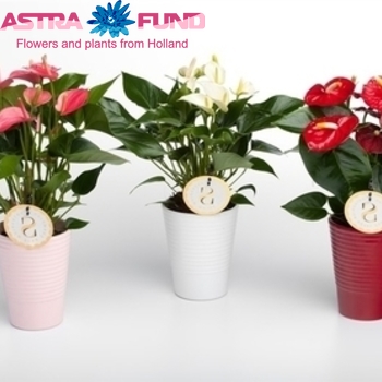 Anthurium Andreanum Grp gemengd 4 kleuren photo