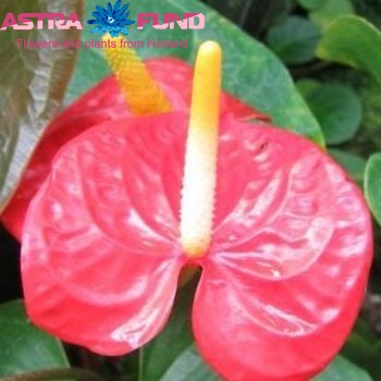 Anthurium Andreanum Grp Tossia (classic) photo