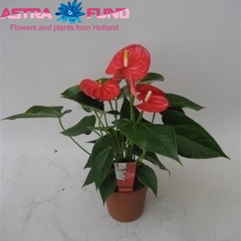 Anthurium Andreanum Grp overig zdjęcie