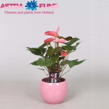 Anthurium Andreanum Grp overig groen zdjęcie