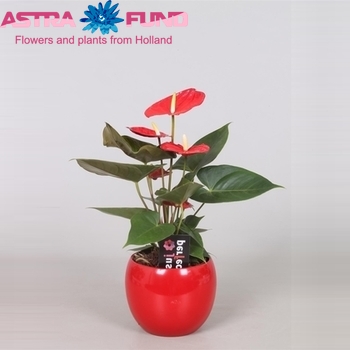 Anthurium Andreanum Grp overig rood zdjęcie