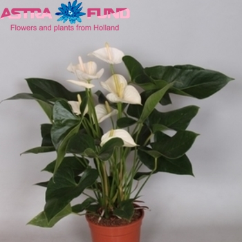 Anthurium Andreanum Grp overig wit фото