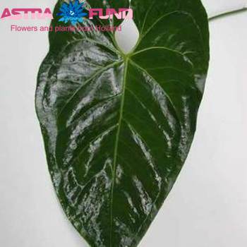 Anthurium overig (blad) Foto