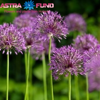 Allium 'Purple Rain' foto