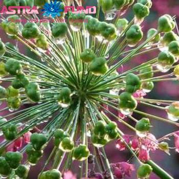Allium (decoratie) zaadbollen Foto