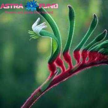 Анигозантос остальной красный/зелёный фото