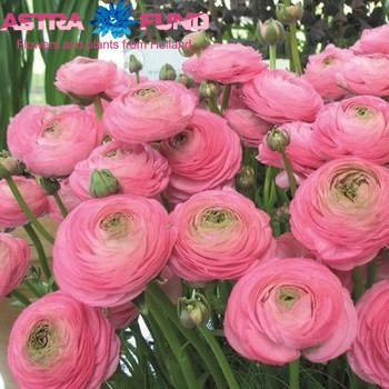 Ranunculus overig roze photo