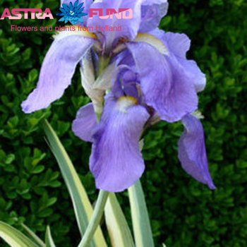 Ирис (Hollandse Iris) остальной синий фото