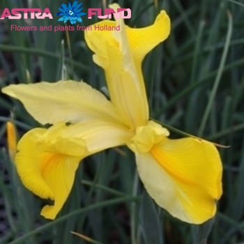 Ирис (Hollandse Iris) остальной желтый фото