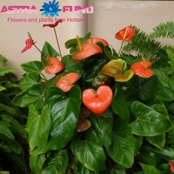 Anthurium Andreanum Grp kleurbehandeld 19% фото