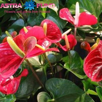 Anthurium Andreanum Grp kleurbehandeld Duitsland 19% foto