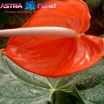 Anthurium Andreanum Grp kleurbehandeld Spanje 19% zdjęcie