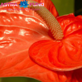 Anthurium Andreanum Grp overig bruin foto