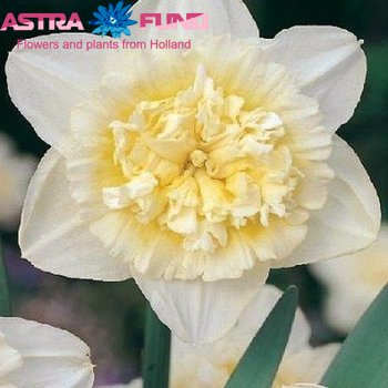 Narcissus Dubbele Grp zonder blad per bos 'Ice King' photo