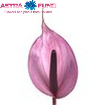 Anthurium Andreanum Grp Rosa (antique) foto