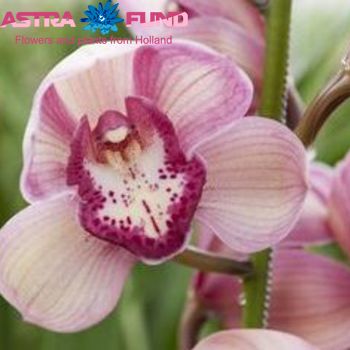 Орхидея обычная остальной связка смешанный фото