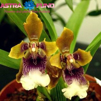 Орхидея обычная остальной Odontoglossum фото