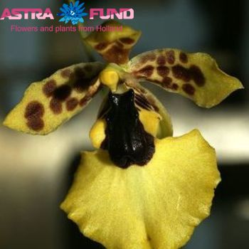 Орхидея обычная остальной Oncidium фото