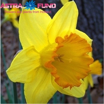 Narcissus Grootkronige Grp zonder blad per bos 'Fortune' photo