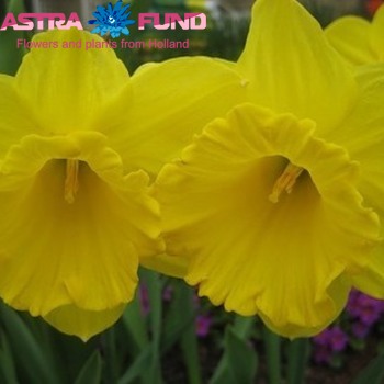 Narcissus Grootkronige Grp zonder blad per bos 'Gigantic Star' фото
