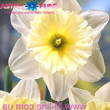 Narcissus Grootkronige Grp zonder blad per bos 'Juanita' photo