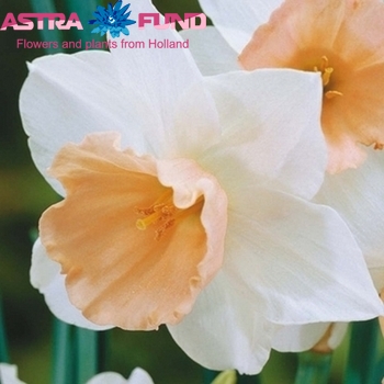 Narcissus Grootkronige Grp zonder blad per bos 'Salome' photo