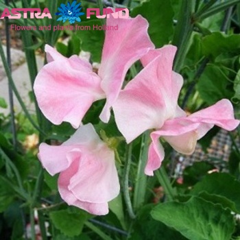 Lathyrus odoratus overig roze фото