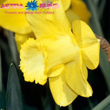 Narcissus Trompet Grp zonder blad per bos 'Dutch Master' zdjęcie