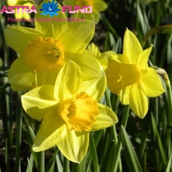 Narcissus Trompet Grp zonder blad per bos 'Golden Harvest' zdjęcie