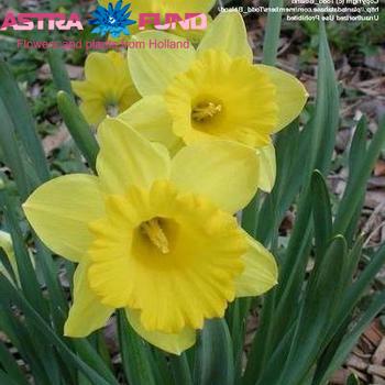 Narcissus Trompet Grp zonder blad per bos 'Standard Value' фото