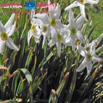 Narcissus zonder blad per bos overig Foto