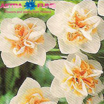 Narcissus zonder blad per bos overig dubbelbloemig фото