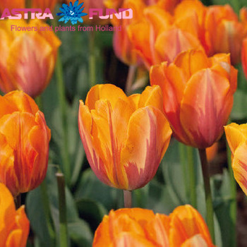 Tulipa enkel gemengd 3 kleuren фото