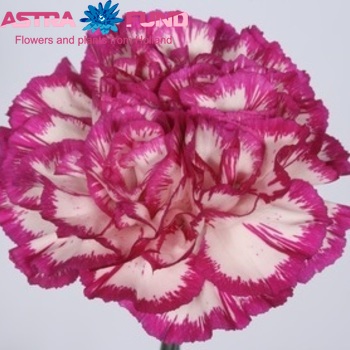 Dianthus standard overig фото