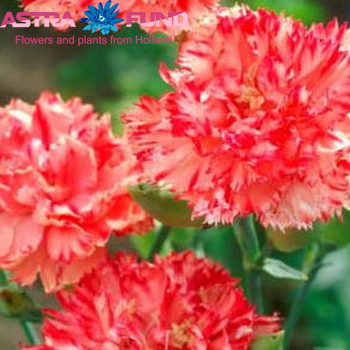 Dianthus standaard overig oranje photo