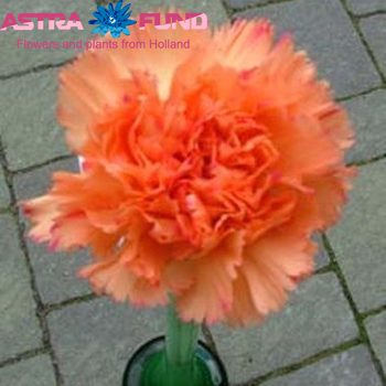 Dianthus tros overig oranje foto