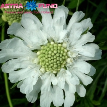Scabiosa overig wit photo