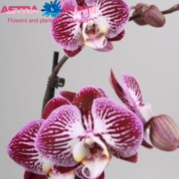 Phalaenopsis per bloem overig gestreept Foto