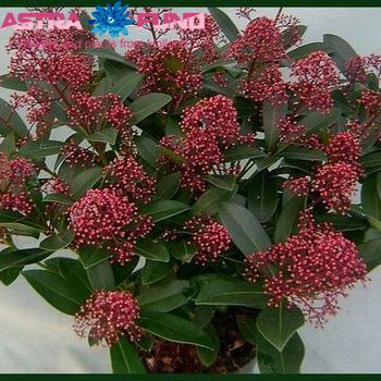 Skimmia japonica subsp. reevesiana per bos 'Ruby King' Foto