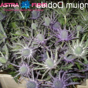 Eryngium Dobida kleurbehandeld 19% Foto