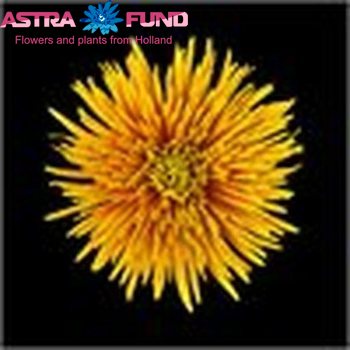 Chrysanthemum geplozen kas overig brons фото