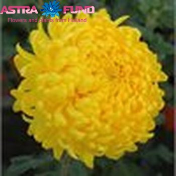 Chrysanthemum geplozen kas overig geel фото