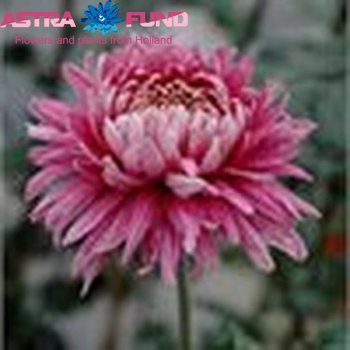Chrysanthemum geplozen kas overig roze photo