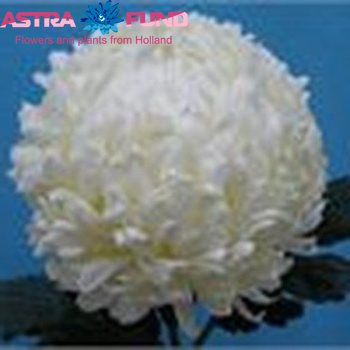 Chrysanthemum geplozen kas overig wit Foto