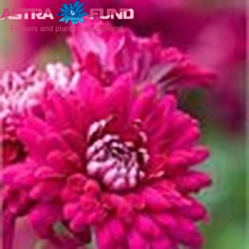 Chrysanthemum Indicum Grp geplozen buiten 'Sheer Purple' zdjęcie