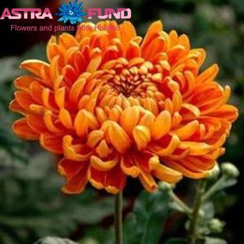 Chrysanthemum Indicum Grp geplozen kas 'Astro Golden' Foto
