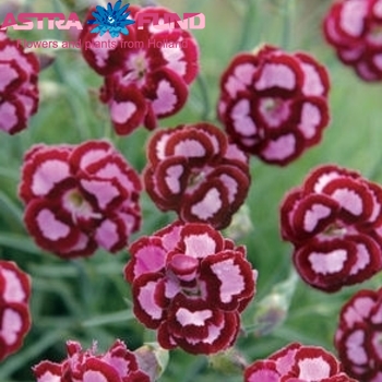 Dianthus barbatus per bos overig wit zdjęcie