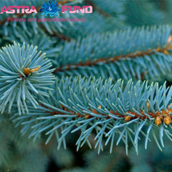 Рождественские растения (Новогодние) связка Abies procera Nobilis синий фото