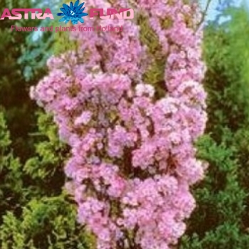 Горечавка (Гентиана) остальной розовый фото