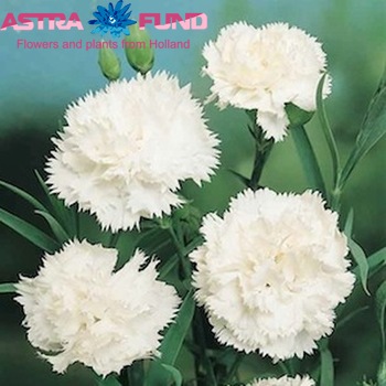 Dianthus standaard overig meerkleurig photo